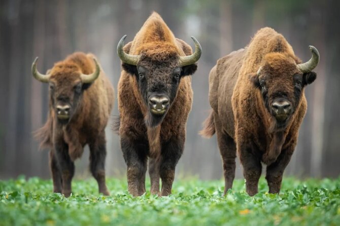 Bison Sanctuary, Vlad the Impaler Princely Court & Dracula Grave - Key things to know before you go