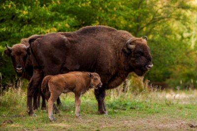 Bison Sanctuary, Vlad the Impaler Princely Court & Dracula Grave
