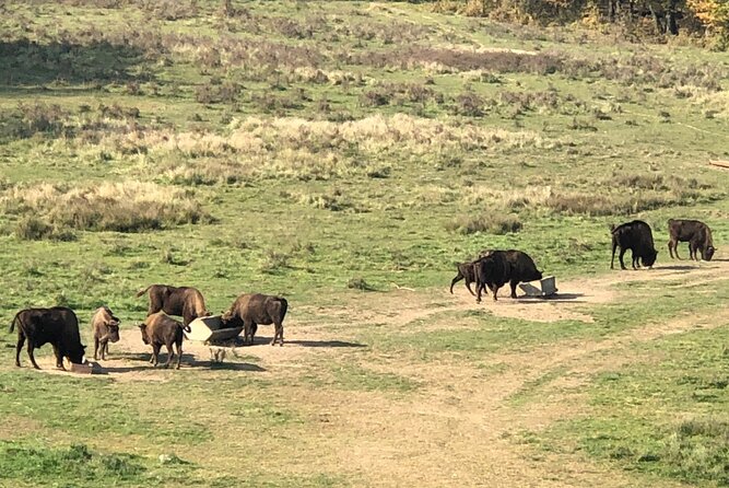 Bison Sanctuary, Vlad the Impaler Princely Court & Dracula Grave - Guides and On-the-Ground Storytelling That Actually Changes the Visit
