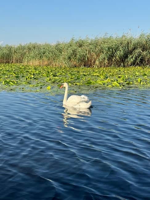 Boat Tour to Letea Forest - Getting to Ondas De Angelo-Murighiol: Start Point and Real-World Timing