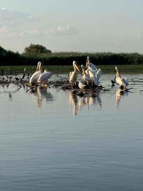 Boat Trip to Caraorman Forest - Danube Delta (5-6 hours) - Timing, group size, and why the day can feel different than you expect