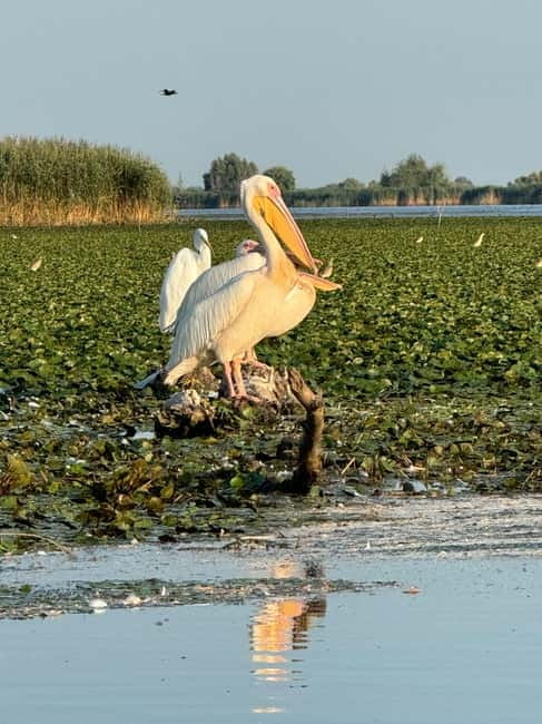 Boat Trip to Caraorman Forest - Danube Delta (5-6 hours) - Who this Danube Delta boat trip suits best