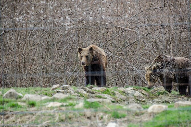 Bran Castle, Bear Sanctuary, and Rasnov Fortress Half Day Tour - What the Guide Experience Feels Like on the Ground