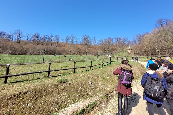 Bran Castle & Bear Sanctuary from Brasov - Optional Peles Castle - Private Transportation and Parking: The Value You Actually Feel