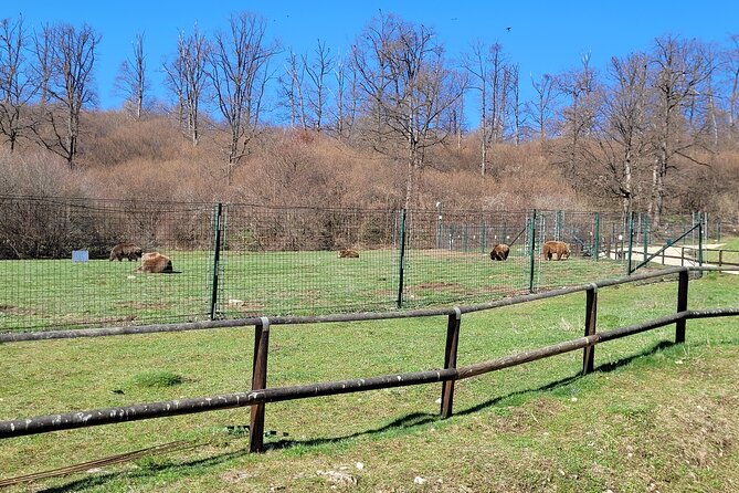 Bran Castle & Bear Sanctuary from Brasov - Optional Peles Castle - Typical Timing: 5 to 9 Hours, Plan for a Full Day