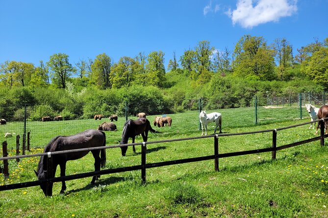 Bran Castle & Bear Sanctuary from Brasov - Optional Peles Castle - Bran Castle: More Than a Dracula Photo Stop