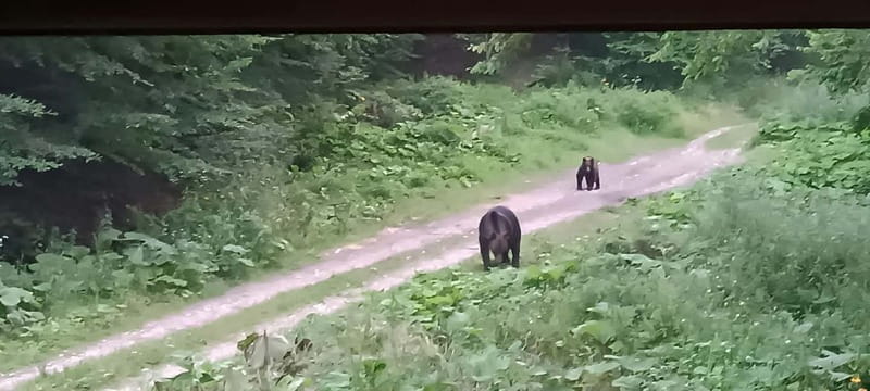 Brașov: 4-Hour Bear Watching Tour in Carpathian Mountains - Key Points at a Glance