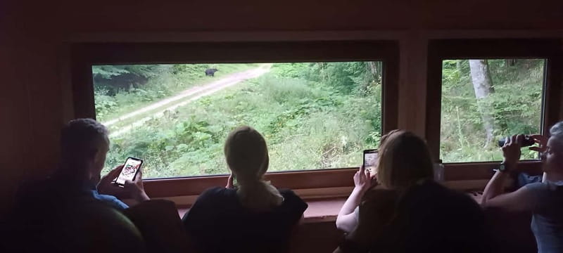 Brașov: 4-Hour Bear Watching Tour in Carpathian Mountains - Why This Brașov Bear Tour Feels Real (And Not Staged)