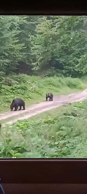 Brașov: 4-Hour Bear Watching Tour in Carpathian Mountains - Waiting in the Observation Hide for Bears Up Close
