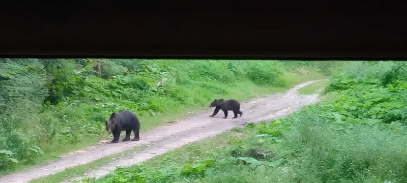 Brașov: 4-Hour Bear Watching Tour in Carpathian Mountains - Other Wildlife You May Spot in the Carpathians