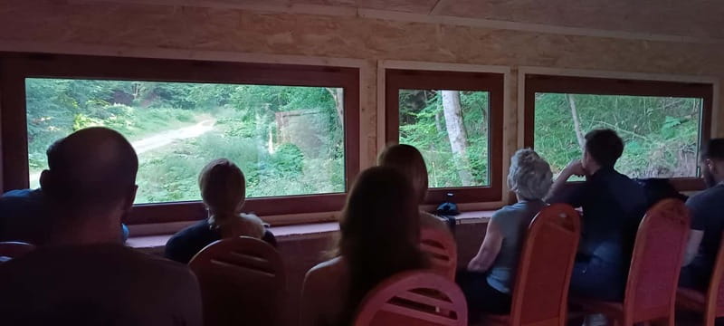 Brașov: 4-Hour Bear Watching Tour in Carpathian Mountains - What to Bring (So You Can Focus on the Forest, Not Your Problems)