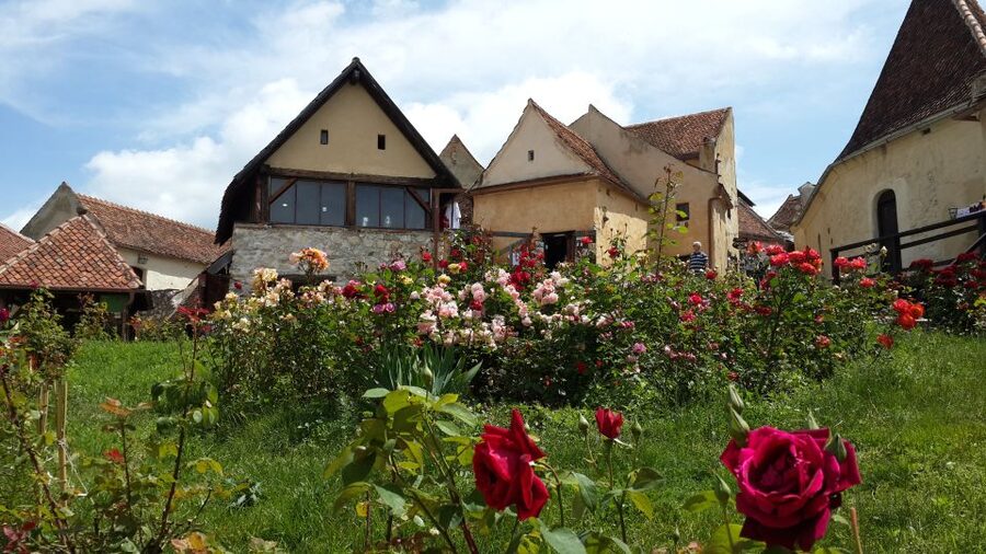 Brasov: Bear Sanctuary, Bran Castle & Rasnov Fortress Tour - A One-Day Brasov Tour With a Real Sense of Momentum