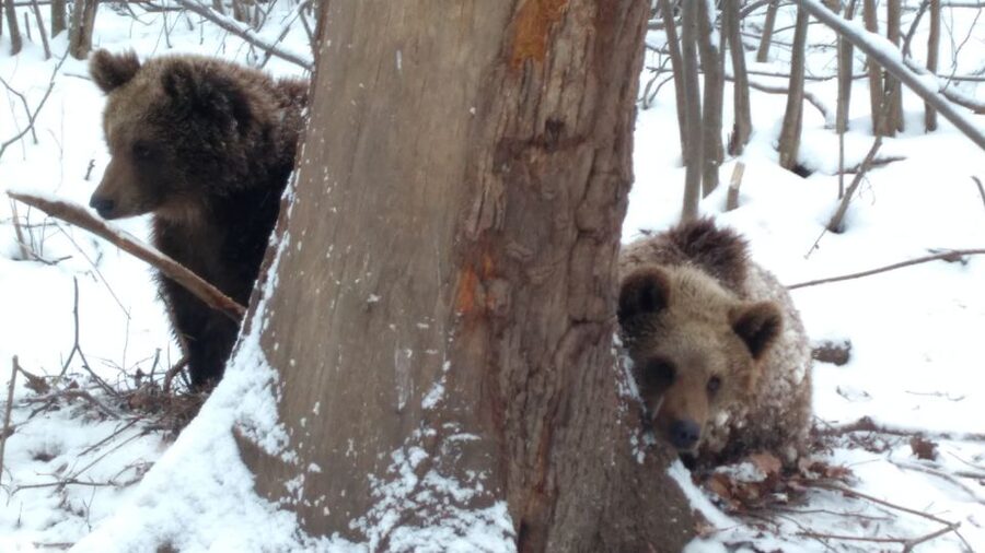 Brasov: Bear Sanctuary, Bran Castle & Rasnov Fortress Tour - Price and Value: Is $61 Worth It for This Route?