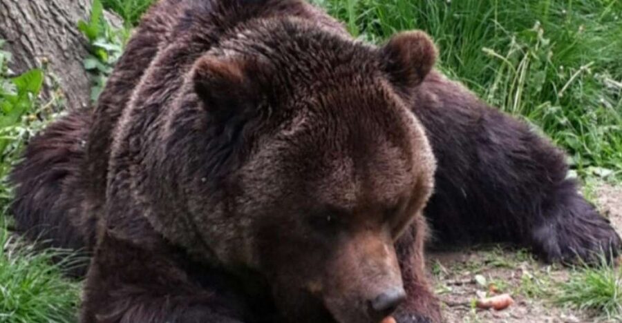 Brasov: Bear Sanctuary, Bran Castle & Rasnov Fortress Tour - Where You Meet, and How the Day Starts Smoothly