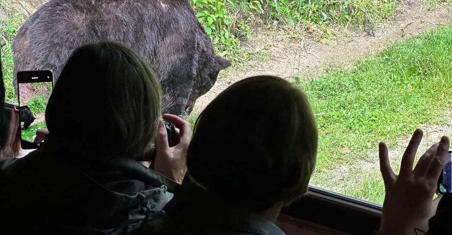 Brasov: Bear Watching in the Wild (From a Hideout) - Tour flow, from meeting point to return to Brasov