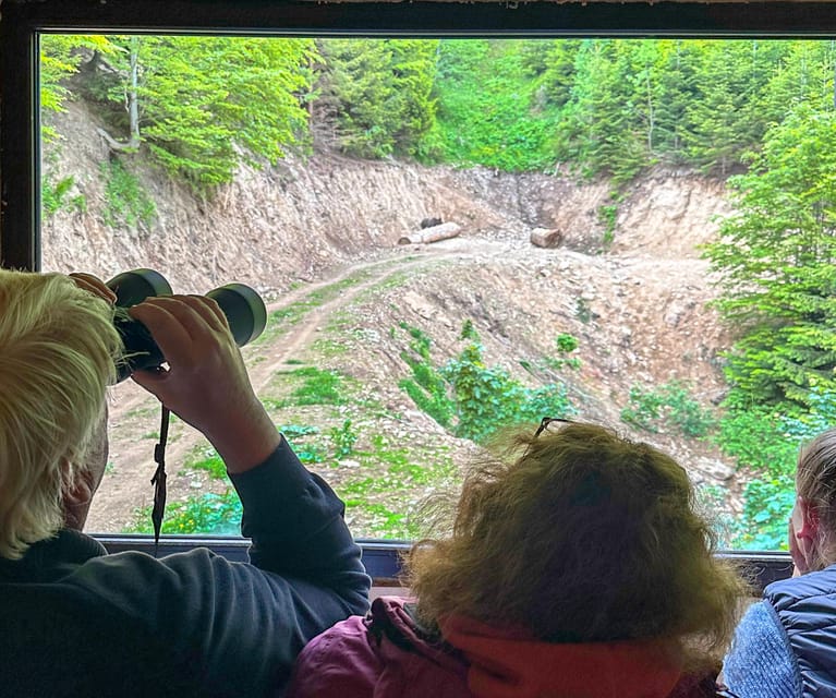 Brasov: Bear Watching in the Wild (From a Hideout) - Why this Brasov bear hideout beats the usual wildlife scramble