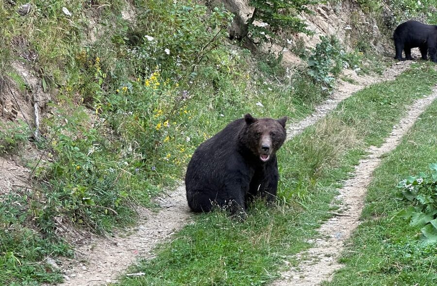 Brasov: Bear Watching in the Wild (From a Hideout) - Rangers, the hideout, and why “no hiking” is a feature