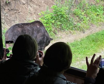 Brasov: Bear Watching in the Wild (From a Hideout)