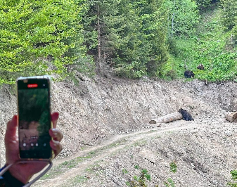 Brasov: Bear Watching in the Wild (From a Hideout) - 1h15 to 2h of bear watching, with daylight as the real clock