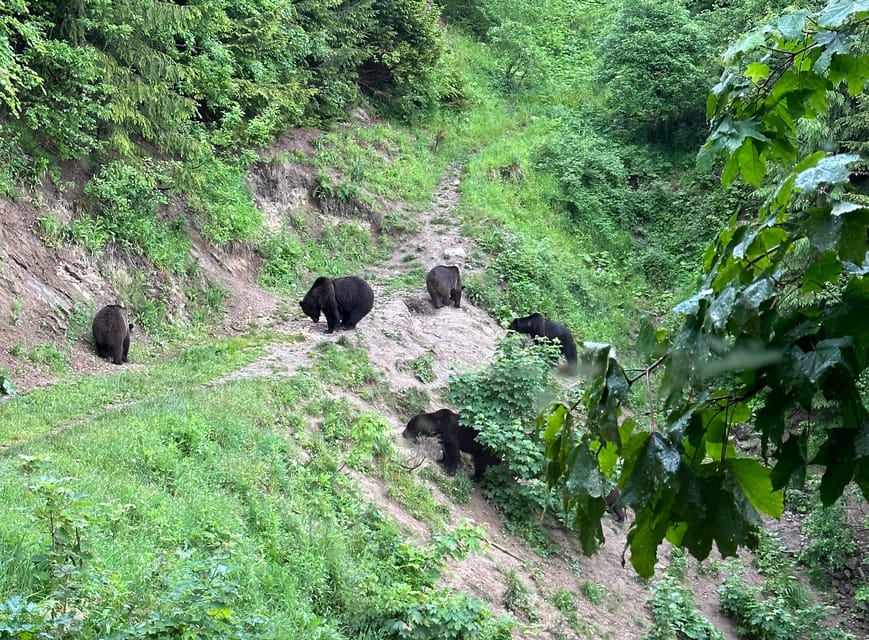 Brasov: Bear Watching in the Wild (From a Hideout) - Rain that does not derail you, plus the other animals you might catch