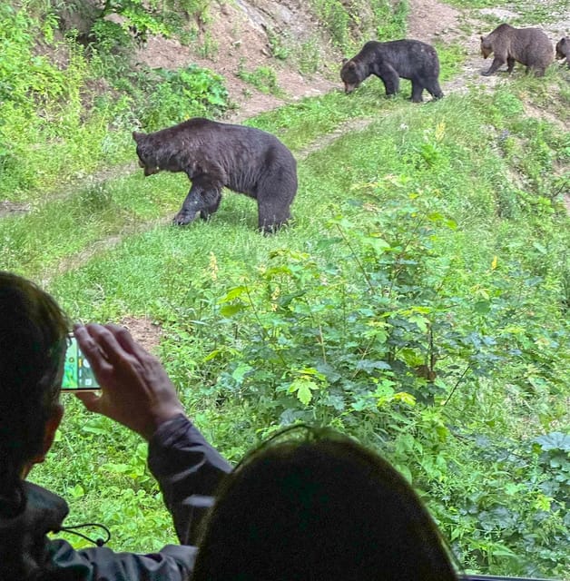 Brasov: Bear Watching in the Wild (From a Hideout) - What the guide adds in the hideout (Vlad’s style, plus ranger context)