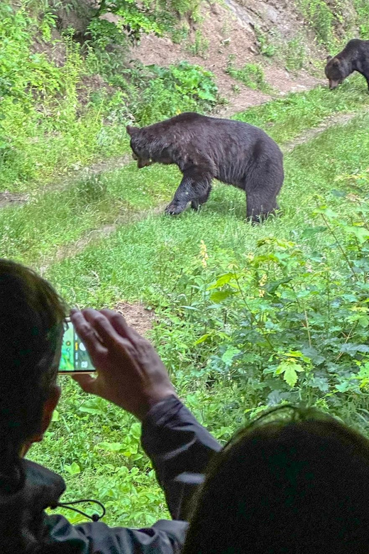 Brasov: Bear Watching in the Wild (From a Hideout) - Price and value: what $104 buys you, and what it does not