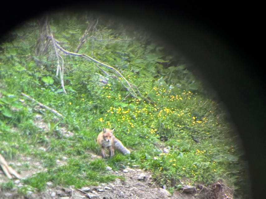 Brasov: Bear Watching in the Wild (From a Hideout) - Best fit: who will love it, and who might feel bored