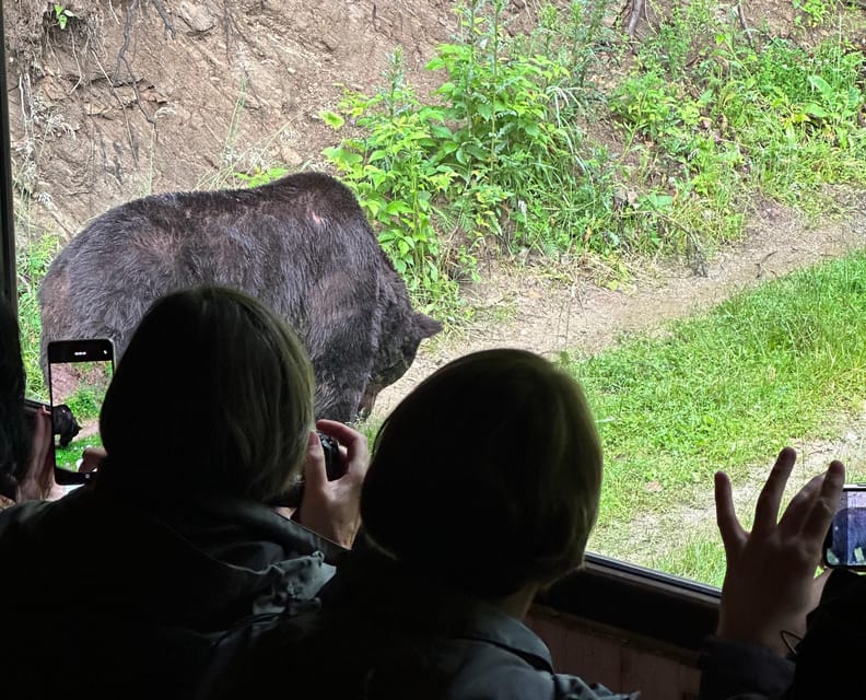Brasov: Bear Watching in the Wild (From a Hideout) - The 40-minute drive that sets the tone in Transylvania