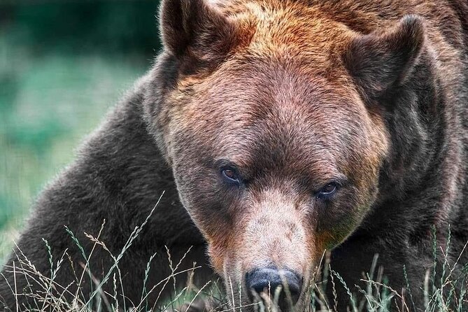 Brasov: Bears Sanctuary, Rasnov Fortress, Bran Castle GUIDED Tour - Libearty Bear Sanctuary Zărnești: forest rescue work you can actually see