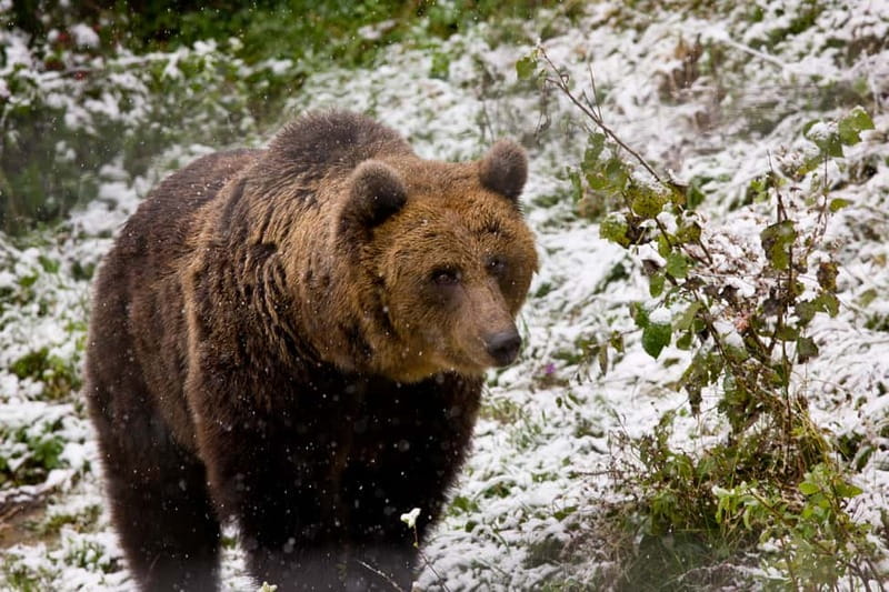 Brasov: Brown Bear & Wildlife Watching - Key things that make this trip work