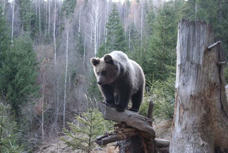 Brasov: Brown Bear & Wildlife Watching - Brown Bear Watching Near Brasov, What You Actually Get