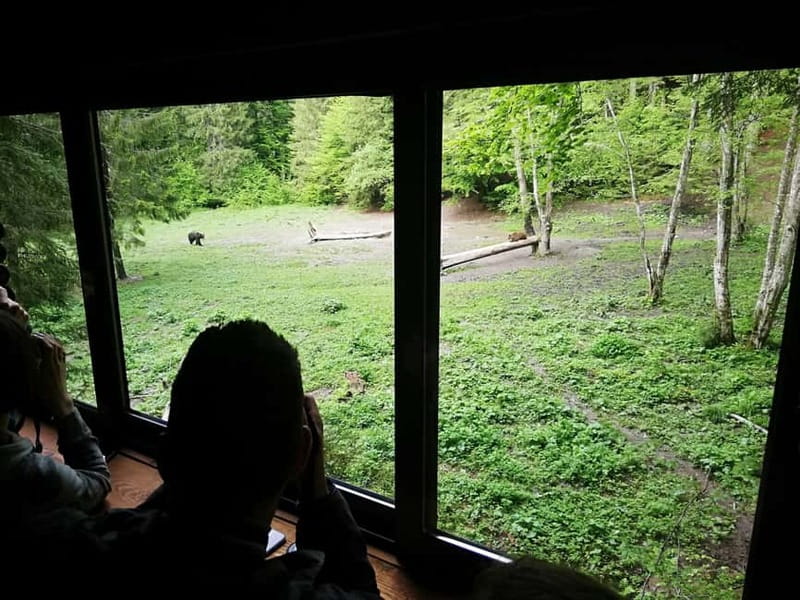 Brasov: Brown Bear & Wildlife Watching - What Wildlife Odds Mean for Your Expectations (and Photos)