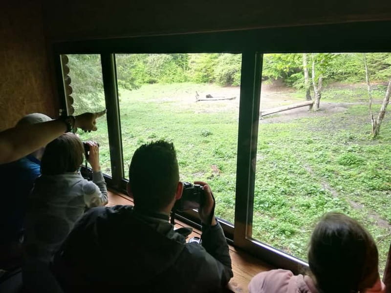 Brasov: Brown Bear & Wildlife Watching - The Forest Rules That Actually Help You Spot Animals