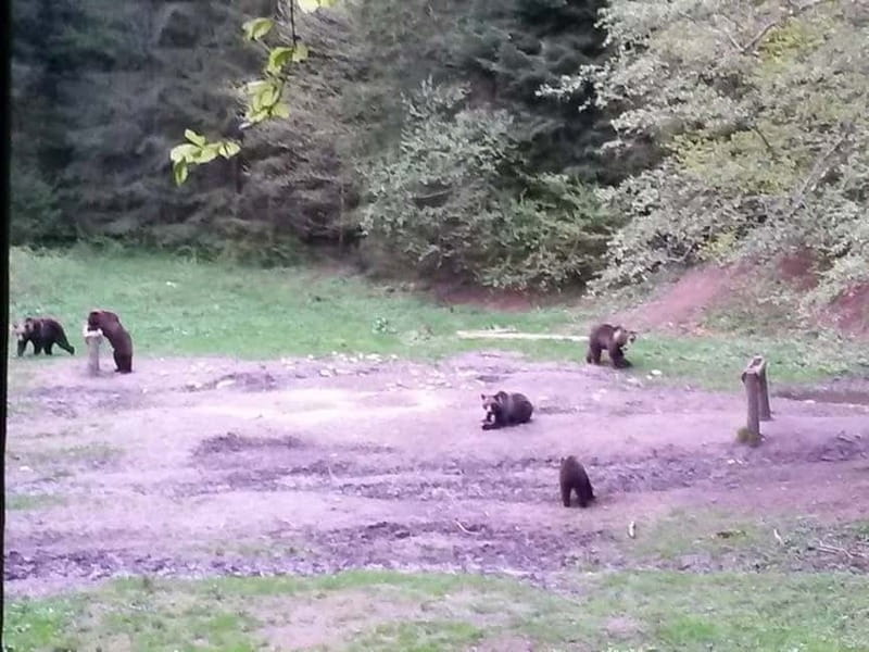 Brasov: Brown Bear & Wildlife Watching - Dusk Timing and Why You Leave Before It Gets Dark
