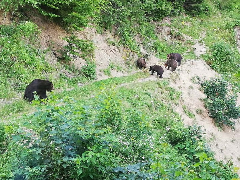 Brasov: Brown Bear & Wildlife Watching - Price and Value: Is $150 Worth It?