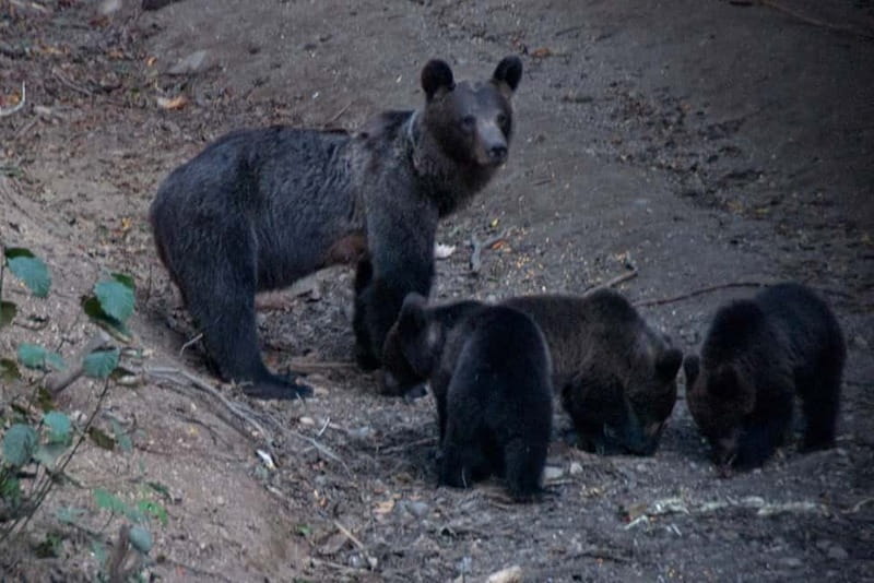 Brasov: Brown Bear & Wildlife Watching - Getting to the Observation Hide Without Turning It Into a Hike