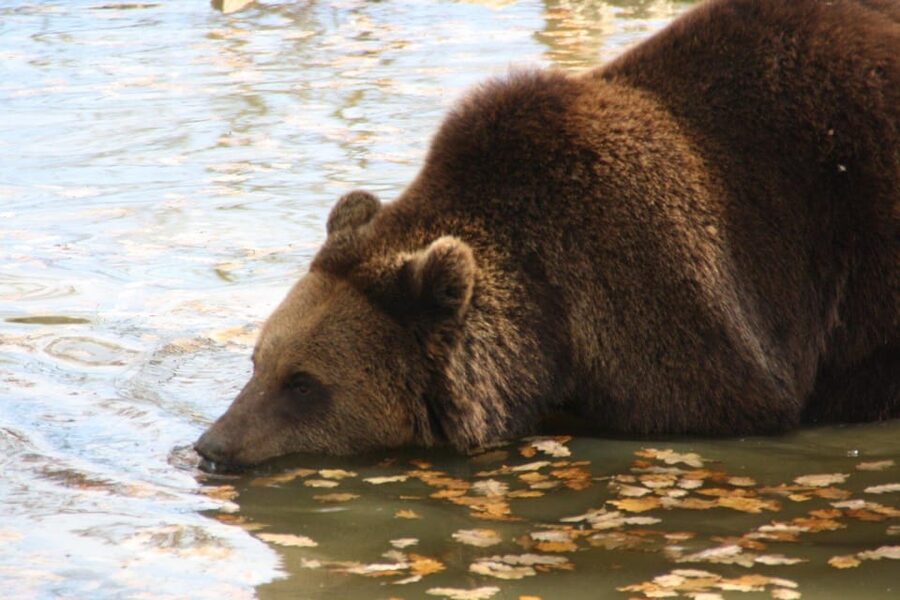 Brasov: Libearty Bear Sanctuary - Should you book this Libearty Bear Sanctuary tour?