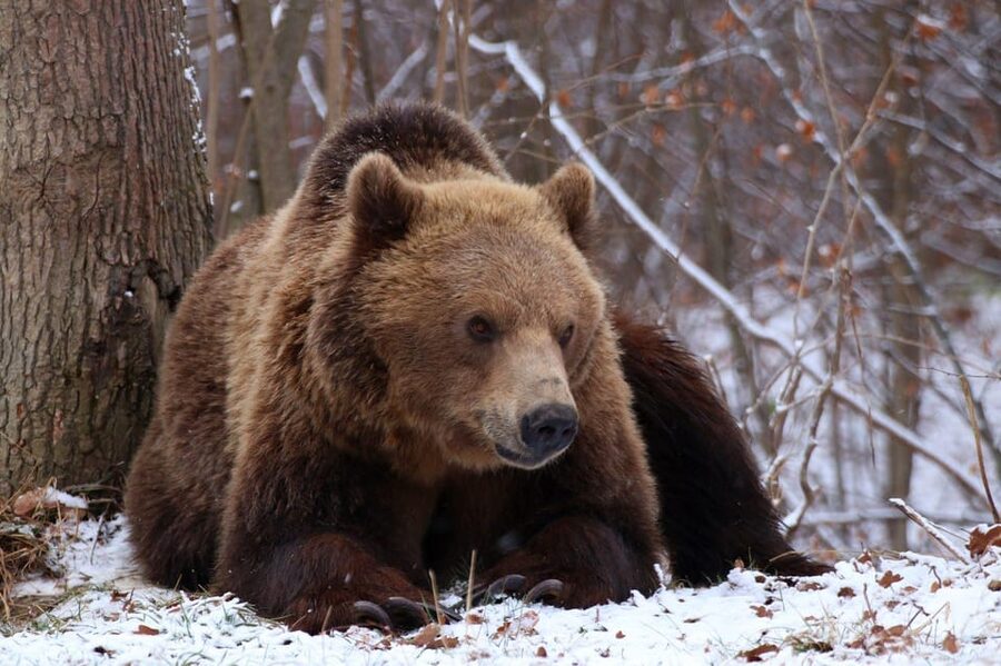 Brasov: Libearty Bear Sanctuary - Maya the bear and the rescue stories that give the visit meaning