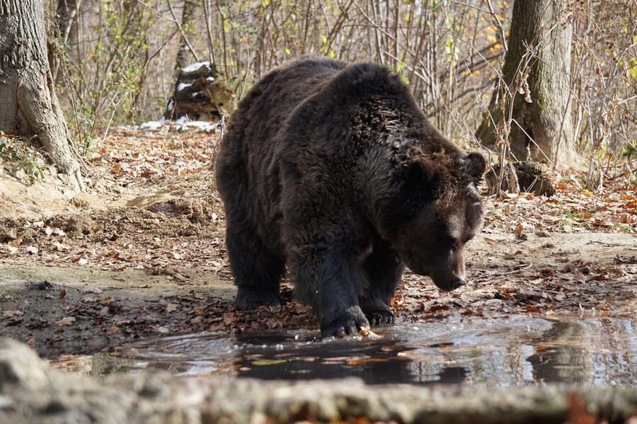 Brasov: Libearty Bear Sanctuary - Spotting bears in their space: what you can photograph and what to expect