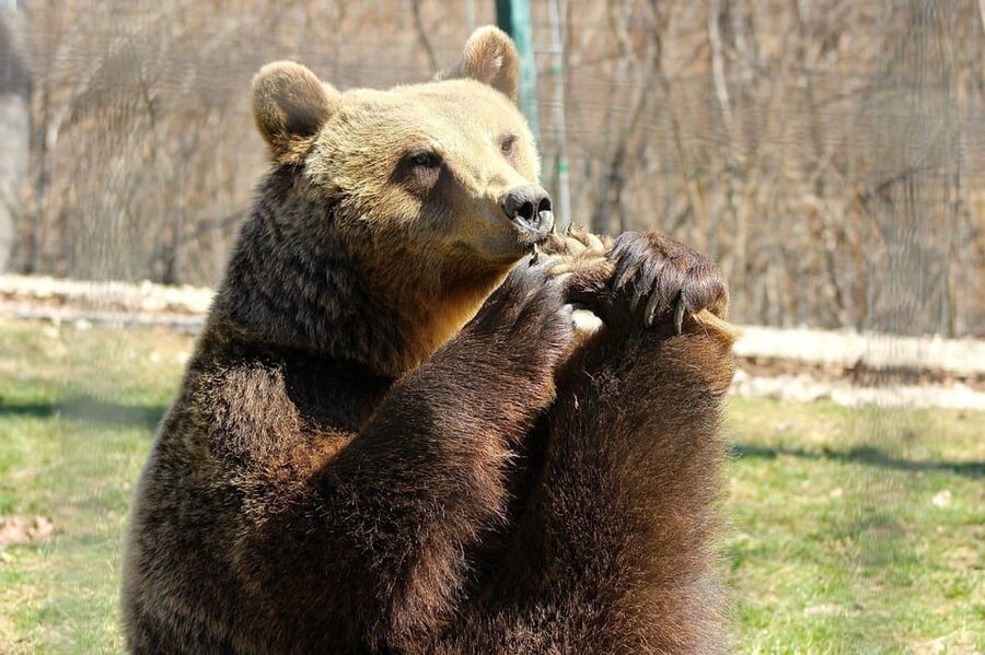 Brasov: Libearty Bear Sanctuary - Price and value: the $50 tour plus entry tickets