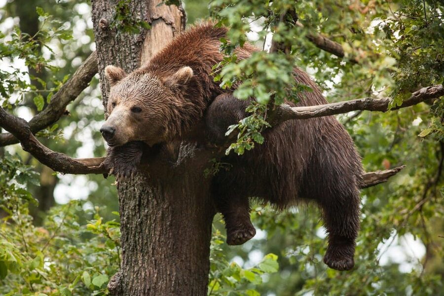Brasov: Libearty Bear Sanctuary - What to bring, what to wear, and who this tour fits best