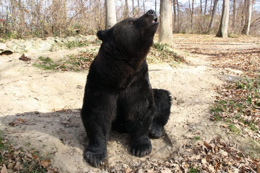 Brasov: Libearty Bear Sanctuary - A realistic itinerary flow you can plan around