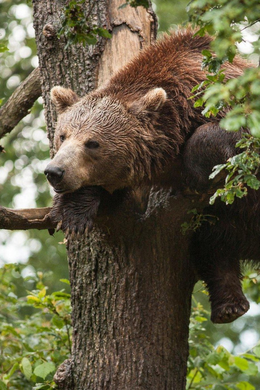 Brasov: Libearty Bear Sanctuary - Getting to the sanctuary: pickup, comfort, and the 5-hour rhythm