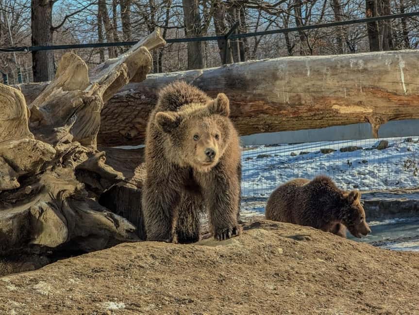 Brasov: Tour with Transfer Libearty Bear Sanctuary - Key Highlights That Matter