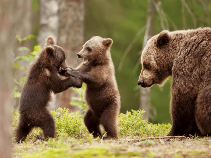 Brasov: Tour with Transfer Libearty Bear Sanctuary - The 2 km Forest Walk, How to See Bears Without Rushing