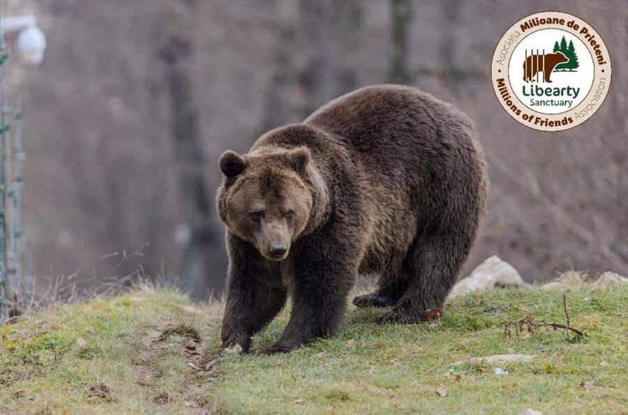 Brasov: Tour with Transfer Libearty Bear Sanctuary - The Libearty Bear Sanctuary Tour, What Your Guide Focuses On