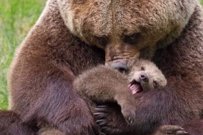 Brown Bear Sanctuary Tour from Brasov Entrance Ticket Guaranteed - Why the Libearty Brown Bear Sanctuary visit feels different