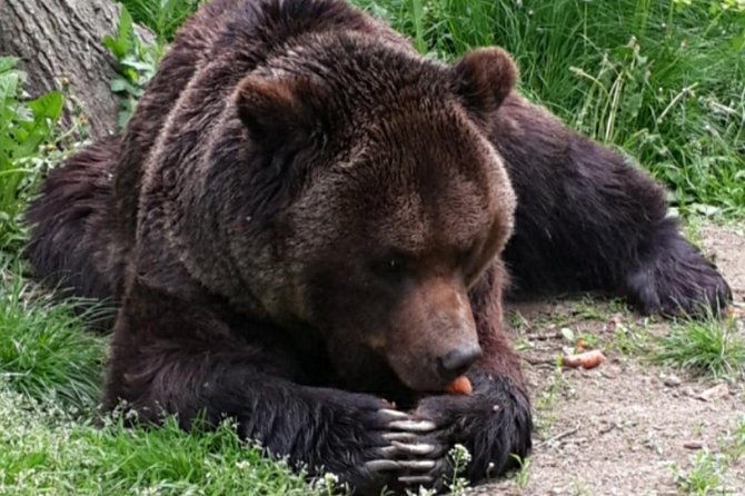 Brown Bear Sanctuary Tour from Brasov Entrance Ticket Guaranteed - From Brasov old town to Zarnesti, without the stress