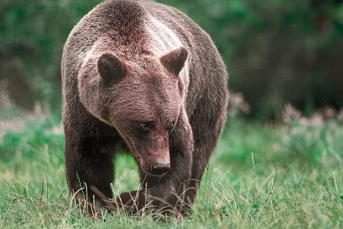 Brown Bear Sanctuary Tour from Brasov Entrance Ticket Guaranteed - What you actually do once you reach the sanctuary grounds