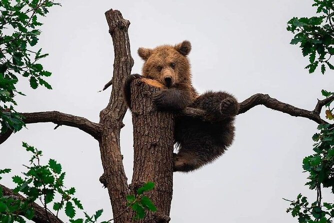 Brown Bear Sanctuary Tour from Brasov Entrance Ticket Guaranteed - Entrance tickets, limited spots, and what you still pay for